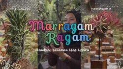 Tillandsia: The Beauty That Can Grow in Thin Air - MARRAGAM RAGAM
