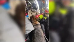 Army Blackhawk airlifts two dogs from fast-rising flood waters near Uvalde