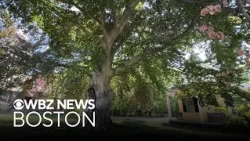 Removal of historic tree in Belmont delayed after bird's nest found