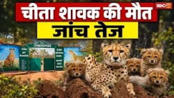 Kuno Cheetah Cub Death: शावक की मौत की जांच करेंगे IFS अधिकारी | किन हालात में गई जान?