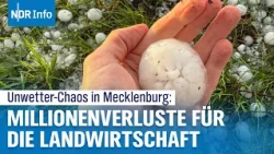 "Hagel wie Schnee – ganze Felder weg!" Aufräumen nach dem Unwetter‑Chaos in Mecklenburg | NDR Info
