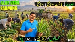Aloe Vera Farming in Pakistan | New Cash Crop for Farmers & Agribusiness | Discover Pakistan