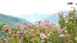 Purple Blooms at the Foot of Ngu Chi Son Mountain | THLC