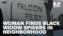 Lehi woman raises concerns after finding black widow spiders near public sidewalk