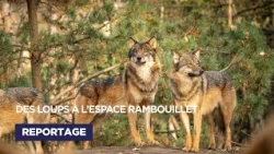 Wolves at Espace Rambouillet