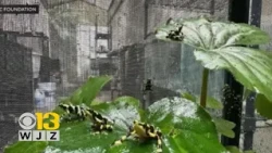 Maryland Zoo helps to rebuild population of Panamanian Golden Frogs