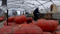 When Autumn Arrives, Squash Takes Center Stage