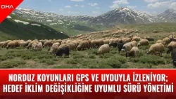 Norduz sheep tracked via GPS and satellite; goal is climate-resilient herd management