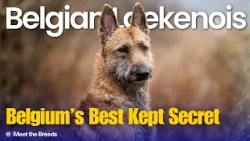 The Oldest & Rarest Belgian Shepherd | Belgian Laekenois