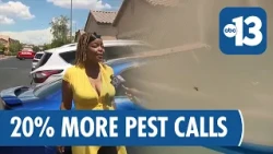 Monsoon Season Triggers Surge in Bugs in Las Vegas Backyards