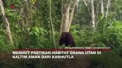Menhut Pastikan Habitat Orang Utan di Kaltim Aman dari Karhutla | Menyapa Nusantara