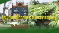 ស្ពៃបូកគោវៀតណាម ២០ តោនមានជាតិគីមី តៃវ៉ាន់បញ្ចូនត្រឡប់មកវិញ