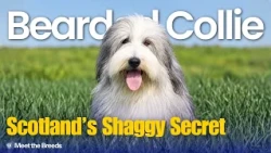 The Bouncy Herder of the Scottish Highlands | Bearded Collie