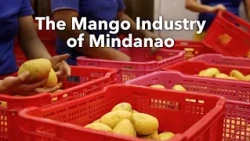 Inside Mindanao’s Mango Industry