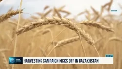 Harvesting campaign kicks off in Kazakhstan