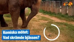 Oväntade mötet – skrämmer slag på enorma bjässen