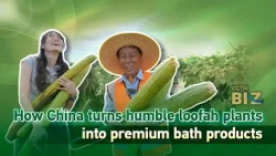 How China turns humble loofah plants into premium bath products