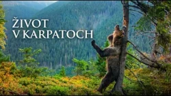 Krása slovenských Karpát – vychutnajte si prírodu, ako ju nepoznáte | Život v Karpatoch 🐻