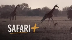 Rare encounters - SafariPlus