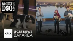 Spotlighting Oakland based Rocket Dog Rescue for International Dog Day