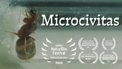 Microcivitas – The Fascination of Ant Keeping | Documentary