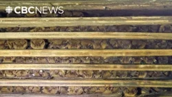 Bats have a housing crisis. And it's getting worse.