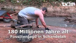 Geopunkt Jurameer Schandelah: Fossil Hunting from the Jurassic Period | TV38
