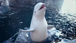Georgia Aquarium