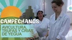 Campechanos | Organic poultry farming, truffles, PRE mare breeder, and beekeeping cooperative