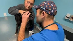 Does your dog have dry eye? Ohio vet offering free eye exams