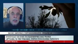 Ελαιόλαδο και ελιές στο καθημερινό μας τραπέζι – Χρυσάφι για την υγεία μας
