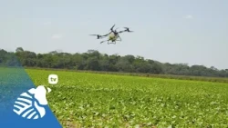 Sunflower in low-lying fields: Management adjustments, drainage, fertilization and break-even poi...