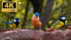 CAT TV 4K 🍂 Peaceful Autumn Forest with Willows, Nuthatches at a Feeder