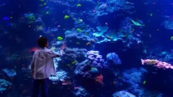 Kids Free in September at Georgia Aquarium