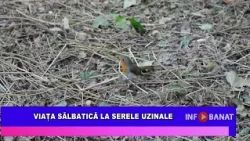 Viața sălbatică la Serele Uzinale