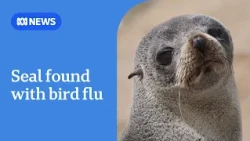 Seal tests positive for H5N1 bird flu in South Australia | ABC NEWS