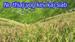 HMONG TVNETWORK Teb nplej zoo heev  9/6/26