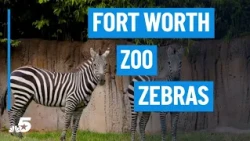 Fort Worth Zoo welcomes zebras back after five years | NBCDFW