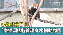 Lesser Pandas Have Arrived! "Lele & Tiantian" Make Their Debut at Taipei Zoo | CTS News 07/29/202...