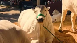 ABCZ: The driving force that made Zebu the star of Brazilian livestock