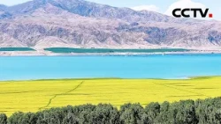 一半金黄一半碧蓝，新疆喀拉托海湖畔油菜花绽放太美了 | CCTV