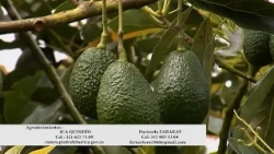 PRÁCTICAS AGRÍCOLAS HACIENDA ZARACAY AGUACATE HASS ICA   SALENTO – QUINDÍO