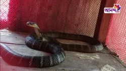 Not a source of fear, but a door to opportunity: After 26 years of effort, Patuakhali snake farm ...