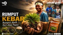 Indonesian Inspiration ~ Kebar Grass, the Miracle Grass