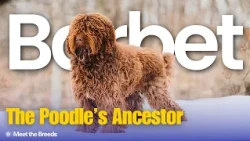 The Original French Water Dog | Barbet