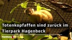 After more than half a century: Squirrel monkeys return to Tierpark Hagenbeck