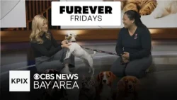SF SPCA provides ways to keep your pets safe during summer season