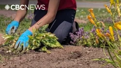 B.C. gardening expert says it's time to get your garden ready for the winter