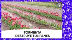 Granizo provoca destozos en Huinganco