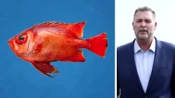 Exotic species appear off California due to a strong El Niño